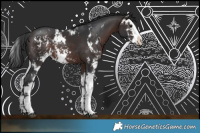 Horse Color:Brown Sabino Rabicano 