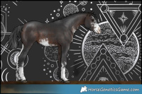 Horse Color:Bay Sabino 