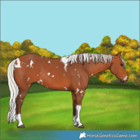 Horse Color:White Spotted Silver Bay Tobiano 