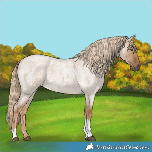 Horse Color:Chocolate Palomino Roan Dun Tobiano 