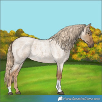 Horse Color:Chocolate Palomino Roan Dun Tobiano 