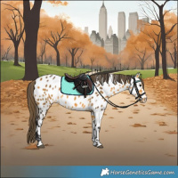 Horse Color:White Spotted Buckskin Appaloosa 