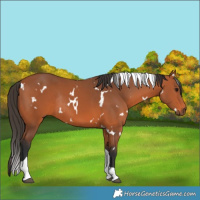 Horse Color:White Spotted Bay Tobiano Rabicano