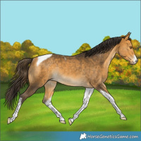 Horse Color:White Spotted Buckskin Tobiano Rabicano 