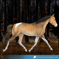 Horse Color:White Spotted Buckskin Tobiano Rabicano