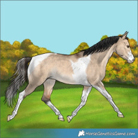 Horse Color:White Spotted Bay Dun Tobiano Rabicano 