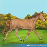 Horse Color:Unknown 