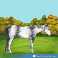 Horse Color:White Spotted Black 