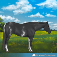 Horse Color:White Spotted Black