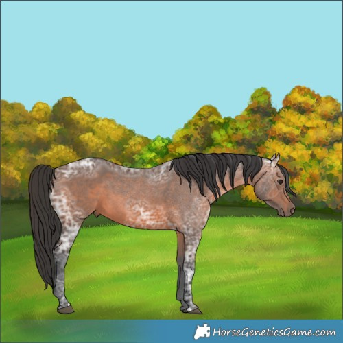 Horse Color:Brown Ice 