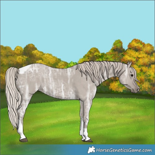 Horse Color:Silver Grullo Ice Tobiano 