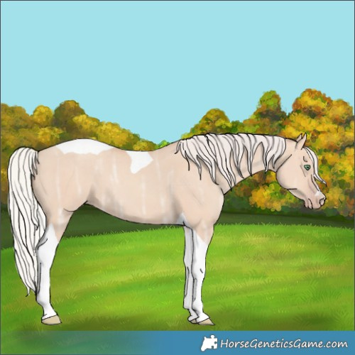 Horse Color:Silver Classic Champagne Ice Dun Tobiano 