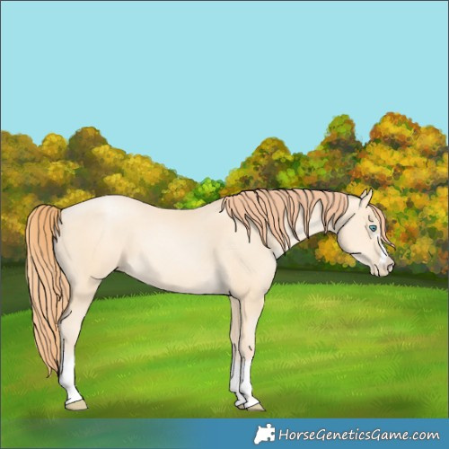 Horse Color:Classic Cream Champagne Pearl 