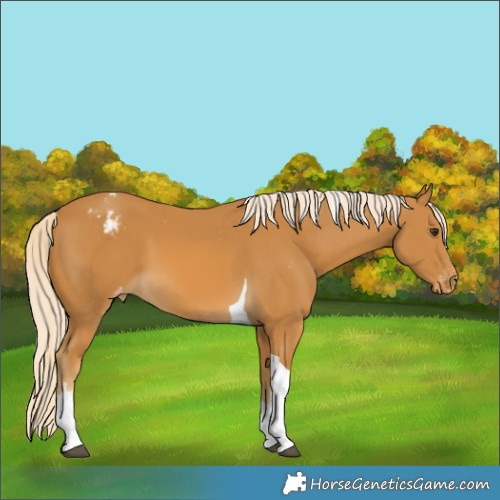 Horse Color:White Spotted Palomino Tobiano Appaloosa 