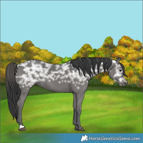 Horse Color:Black Ice 