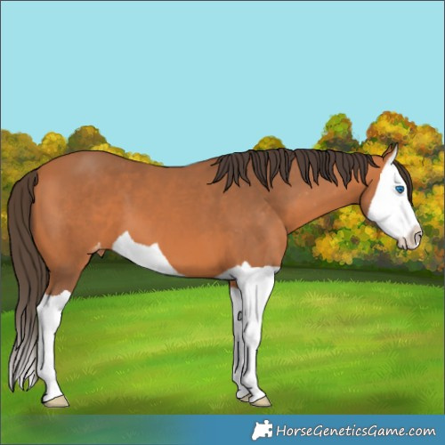Horse Color:Bay Splash Appaloosa