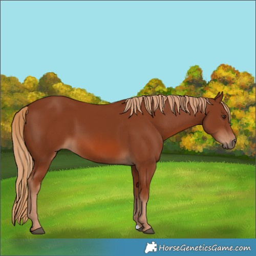 Horse Color:Chestnut 