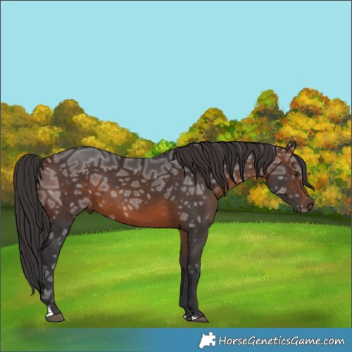 Horse Color:Brown Ice 