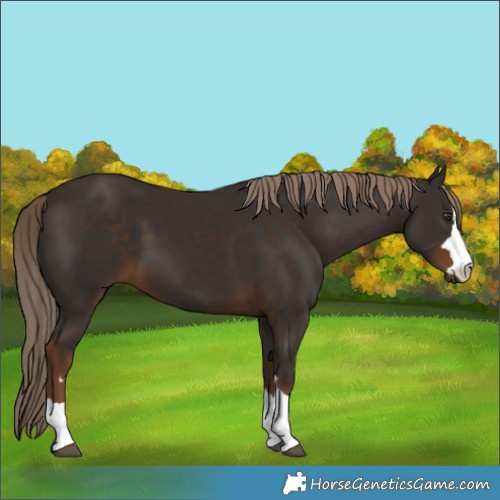 Horse Color:Liver Chestnut 