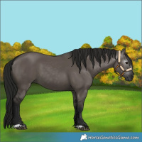 Horse Color:Gray Grullo 