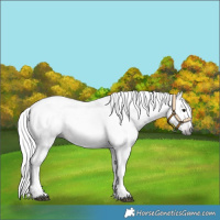 Horse Color:Gray Bay Blanket 