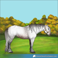 Horse Color:Gray Bay Appaloosa 