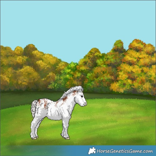 Horse Color:White Spotted Silver Bay 