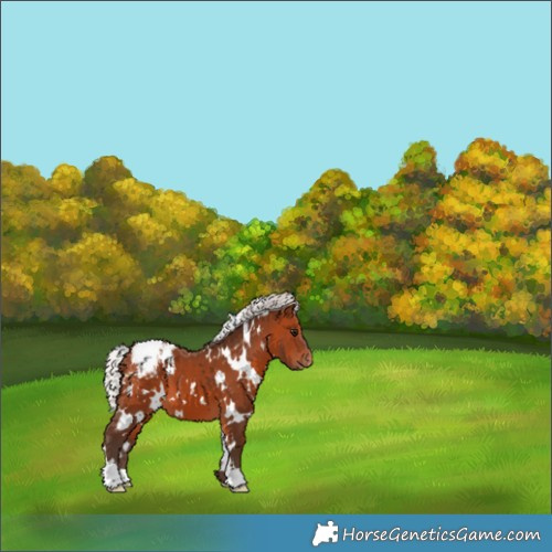 Horse Color:White Spotted Silver Brown Appaloosa 