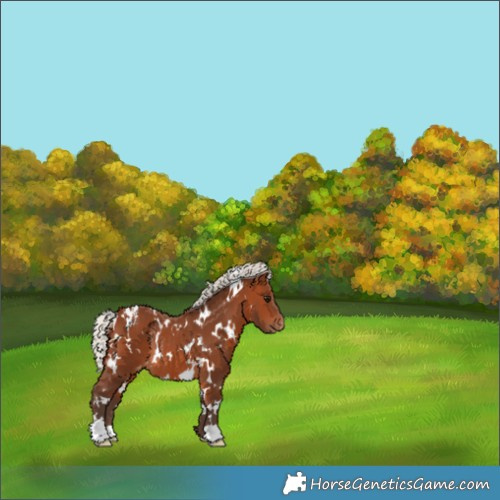Horse Color:White Spotted Silver Brown Appaloosa Rabicano 