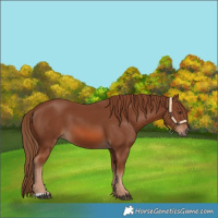 Horse Color:Chestnut 
