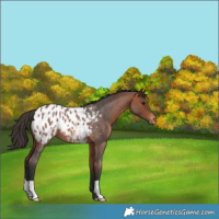 Horse Color:Bay Roan Appaloosa 
