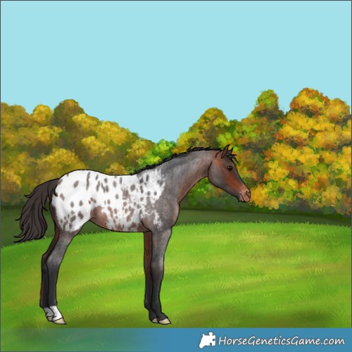 Horse Color:Bay Roan Appaloosa 