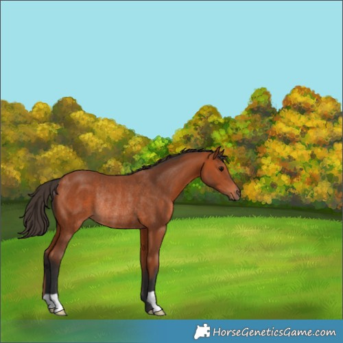 Horse Color:Bay Rabicano