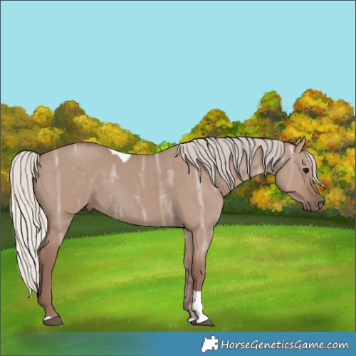Horse Color:Silver Grullo Ice Tobiano 
