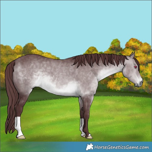 Horse Color:Chocolate Brown Chinchilla 