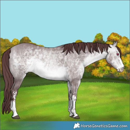 Horse Color:Chocolate Bay Chinchilla Sabino 