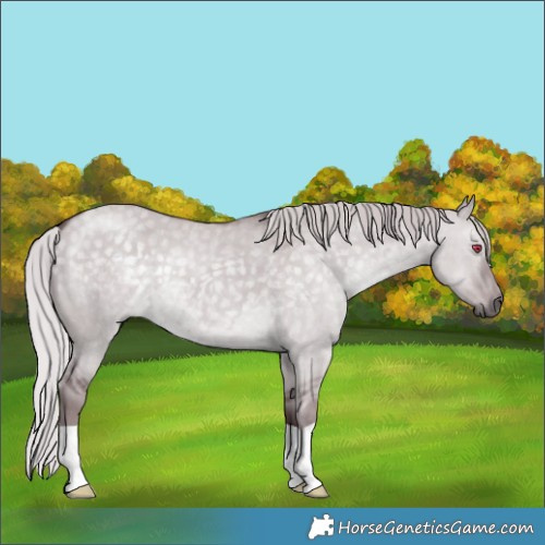 Horse Color:Chocolate Silver Grullo Chinchilla 