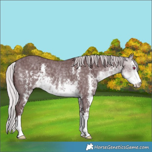 Horse Color:Chocolate Silver Buckskin Chinchilla Sabino 