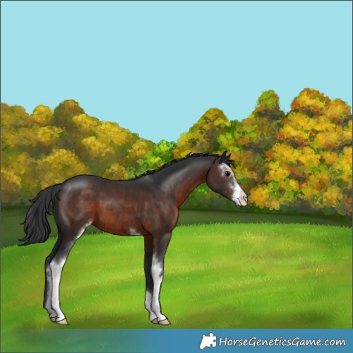 Horse Color:Brown Sabino 