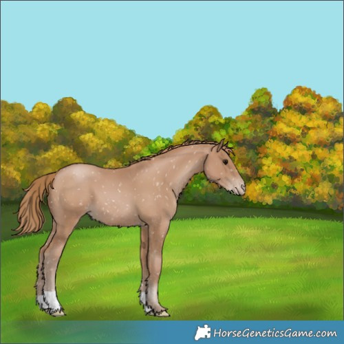 Horse Color:Black Pearl Appaloosa 