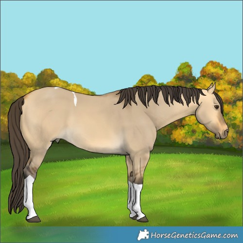 Horse Color:Buckskin Dun Tobiano 