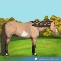 Horse Color:Bay Dun Frame