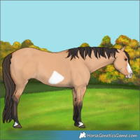 Horse Color:Bay Dun Frame 