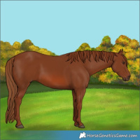 Horse Color:Chestnut 