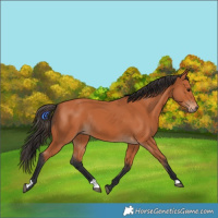 Horse Color:Bay Rabicano 