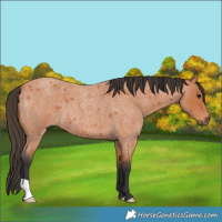 Horse Color:Bay Roan 