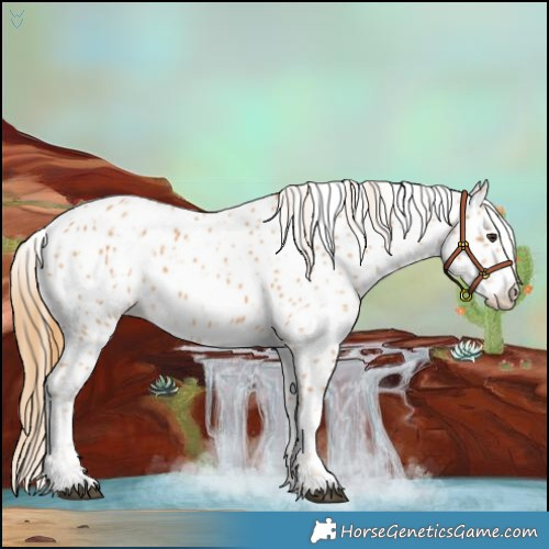 Horse Color:Chestnut Appaloosa 