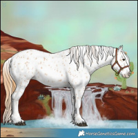 Horse Color:Chestnut Appaloosa 