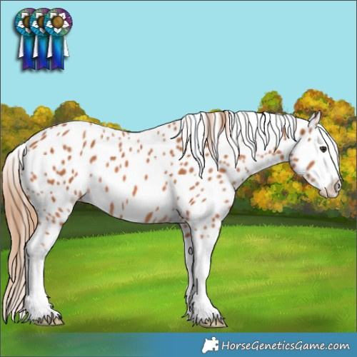Horse Color:Chestnut Splash Appaloosa 