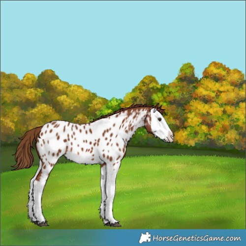 Horse Color:Chestnut Splash Appaloosa 